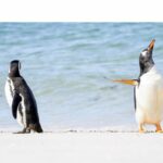 Comedy Wildlife Photography Awards 2023