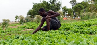 Apply to the Agriculture for Food Security 2030 Training (Fully Funded)