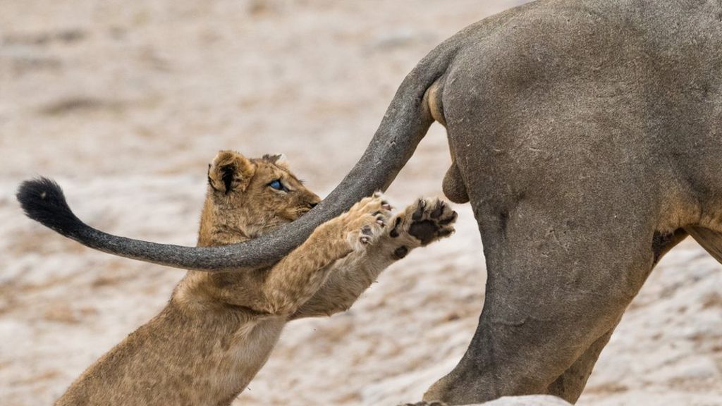 Call for Entries Comedy Wildlife Photography Awards 2020 Opportunity