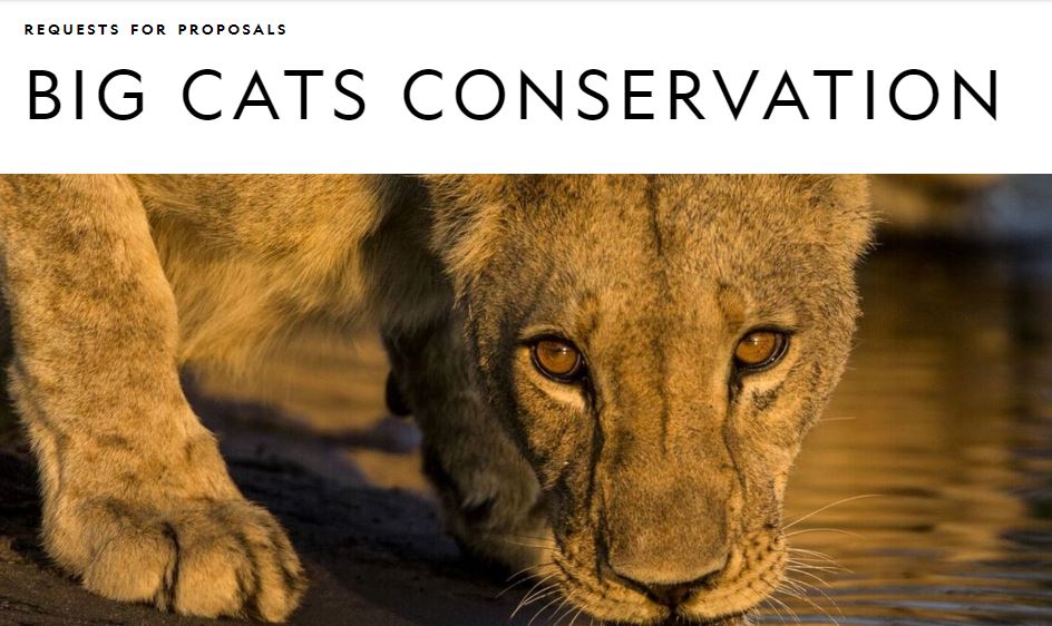 National Geographic Big Cats Conservation Grants 2020 (up to 100,000