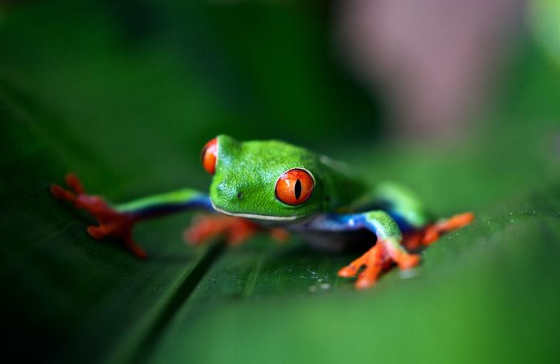Earth Journalism Network Biodiversity Media Grants 2020 (up to US$48,000)