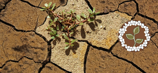Food and Agriculture Organization of the United Nations (FAO) Photo Contest on Salt-Affected Soils 2021 ($1,000 prize)