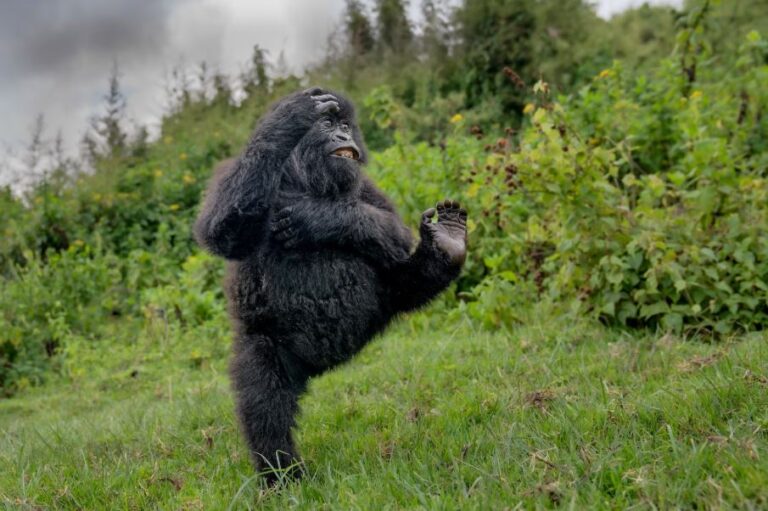 Nikon Comedy Wildlife Awards 2026